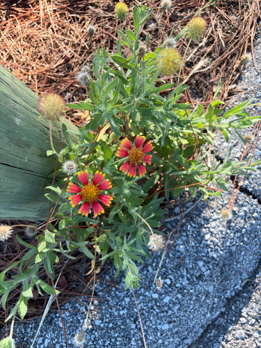 firewheel