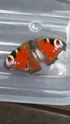 European Peacock Butterfly