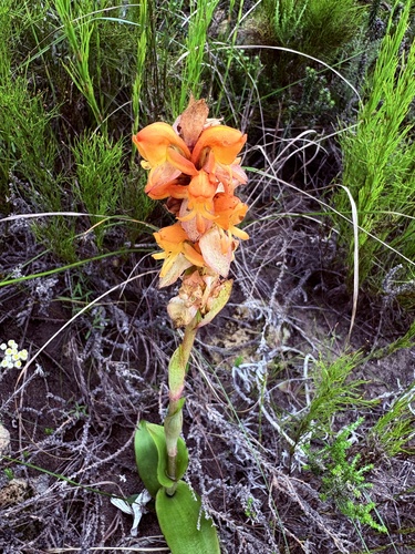 Satyrium coriifolium, photograph 6