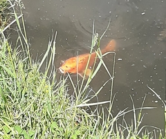 Cyprinus rubrofuscus