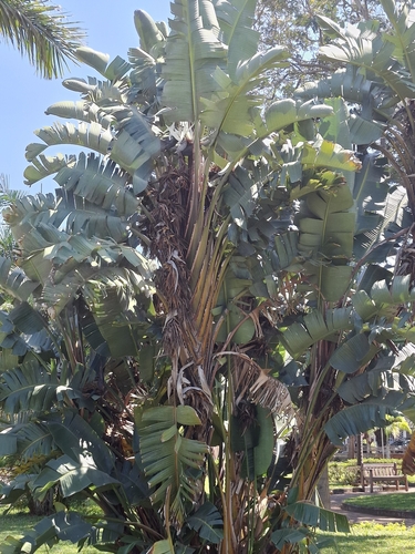 giant bird-of-paradise flower