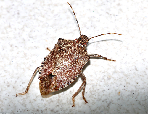 Brown Marmorated Stink Bug