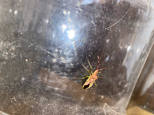 Gonocerus juniperi