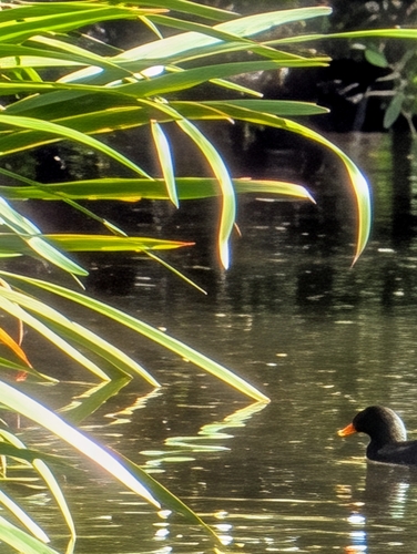 Eurasian Moorhen
