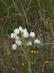 Ornithogalum thyrsoides