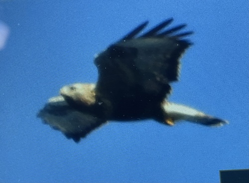 Rough-legged Hawk