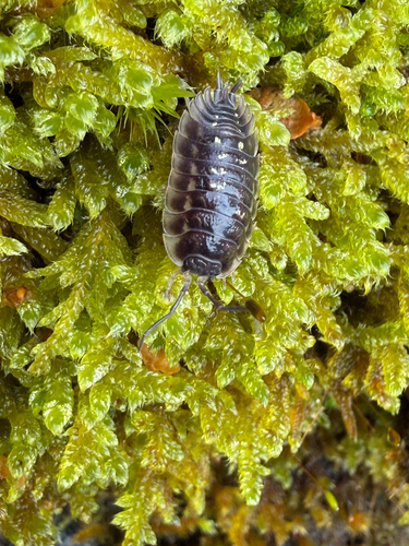 Common Shiny Woodlouse