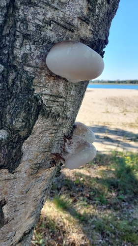 birch polypore