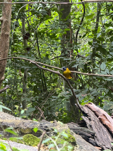 Pycnonotus atriceps observed 2026-09-19