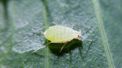Acyrthosiphon lactucae