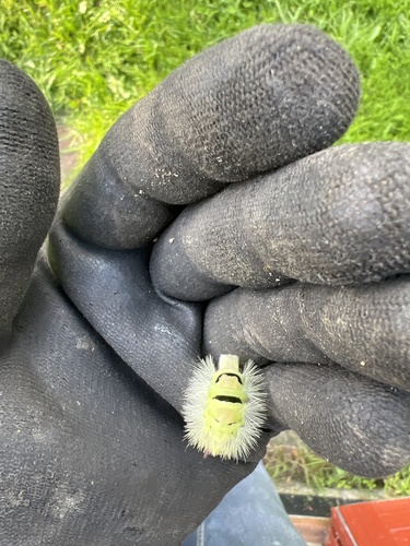Pale Tussock Moth