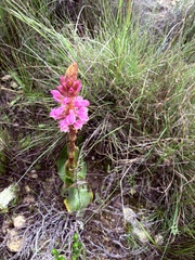 Satyrium carneum, photograph (c) Christina, some rights reserved (CC BY)