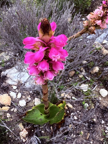 Satyrium carneum, photograph 5
