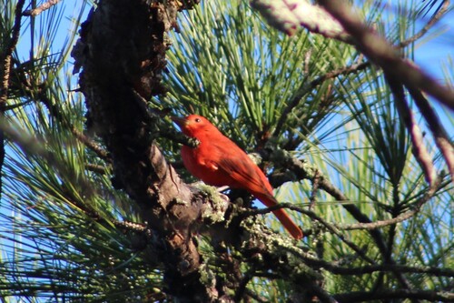 Summer Tanager