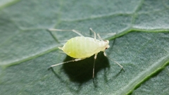 Acyrthosiphon lactucae