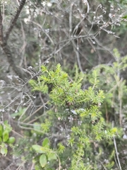 Erica arborea
