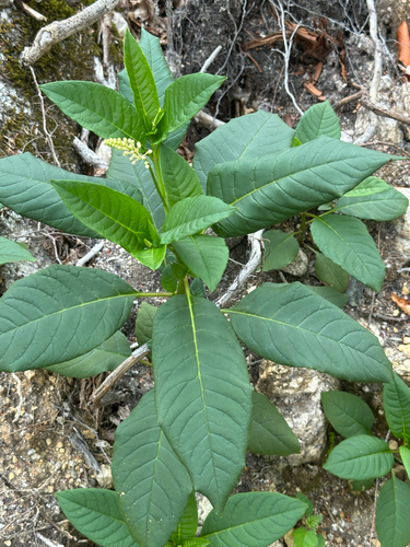 American pokeweed