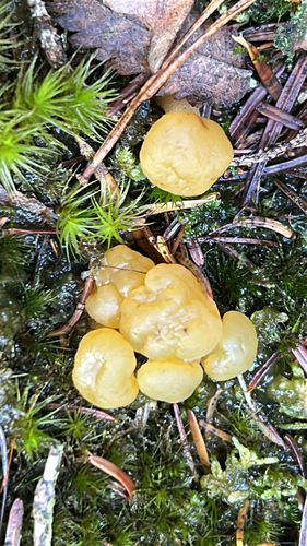 Ochre Jelly Club