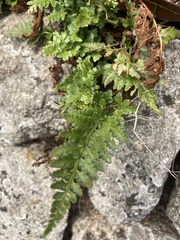 Asplenium adiantum-nigrum