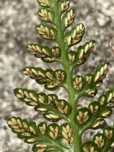 Asplenium adiantum-nigrum, photograph 2