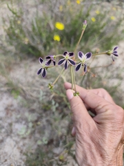 Pelargonium triste, photograph (c) Jeanette Clarke, some rights reserved (CC BY-SA)