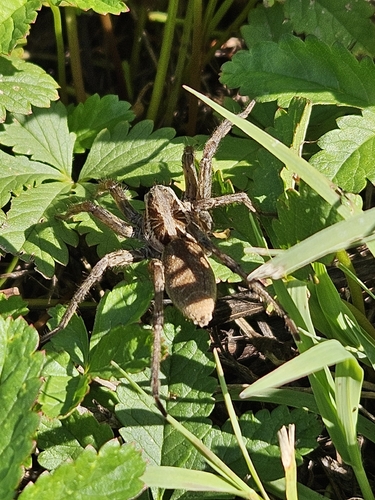 Radiated Wolf Spider