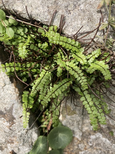 Asplenium trichomanes, photograph 5