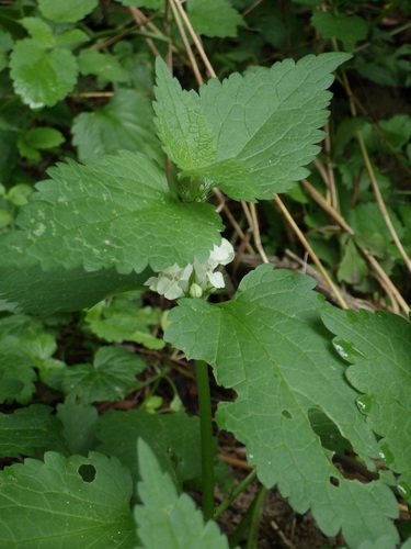White deadnettle