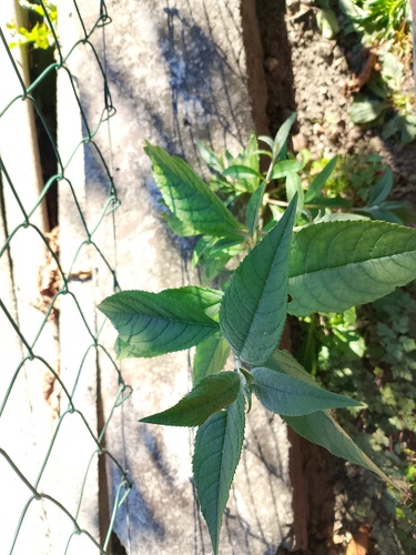 Butterfly bush