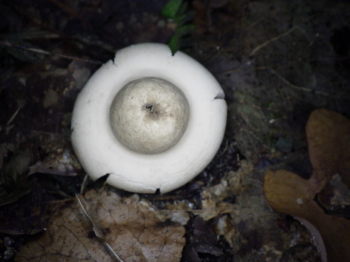 Sessile Earthstar