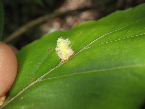 Hairy Beech Gall
