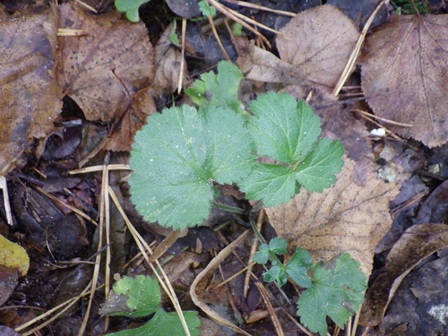Wood Avens