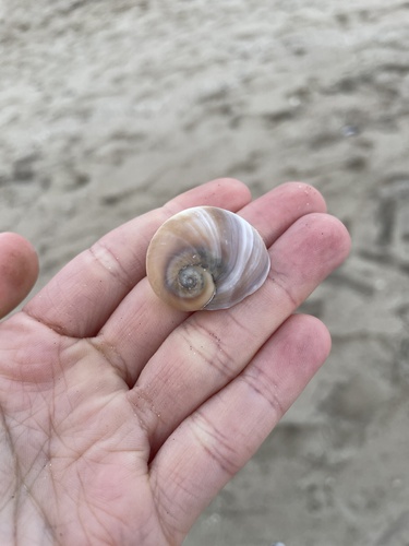 Josephine's moon snail