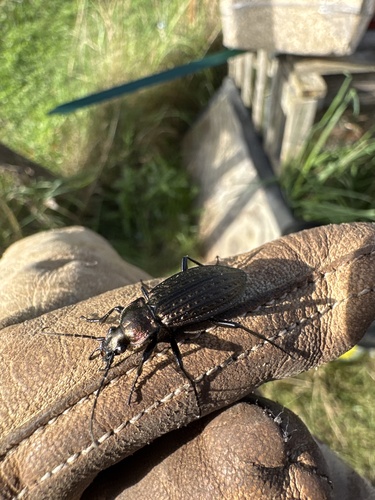 Granulated Ground Beetle