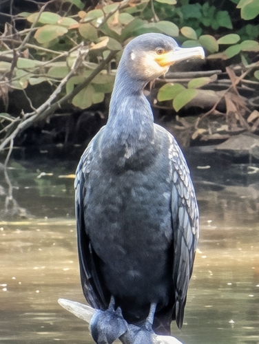 Great Cormorant