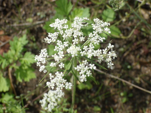 wild carrot