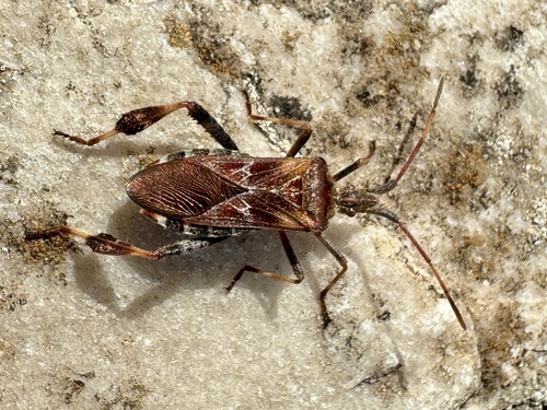 Western Conifer Seed Bug
