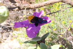 Zygaena lavandulae