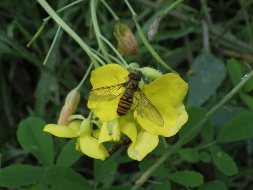 Marmalade Hover Fly