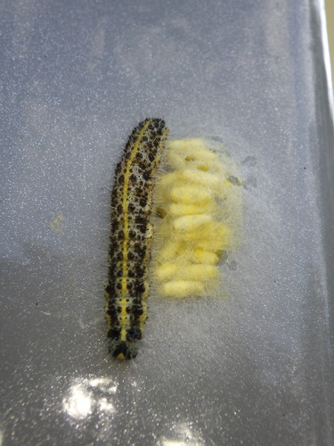 Large White