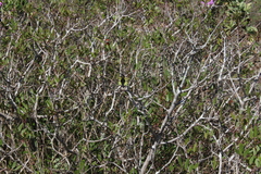 Libelloides coccajus