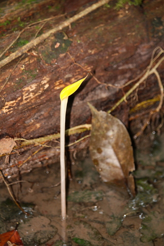 Cryptocoryne observed 2026-08-24