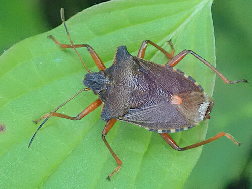Forest Bug