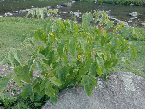 box elder