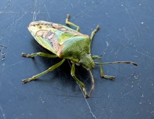 Juniper Shield Bug