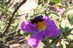 Zygaena lavandulae