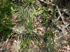 Yucca arkansana