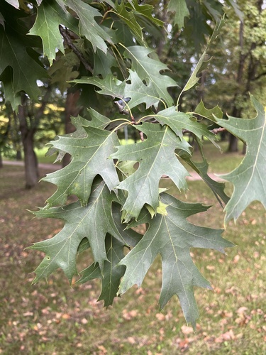 northern red oak