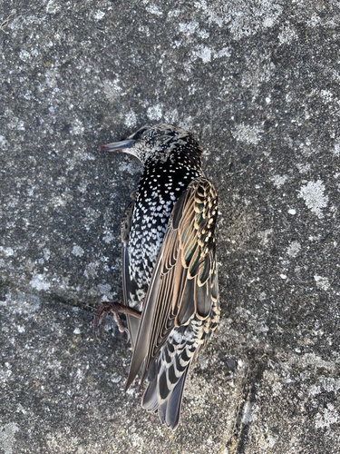 European Starling