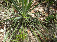 Yucca arkansana